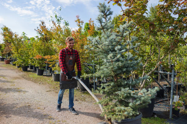 The Steps Involved in Our Tree Care Process in Brookland, AR